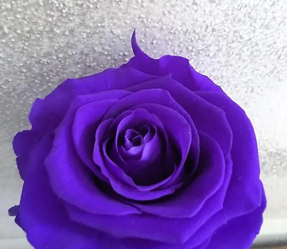 ゲストハウス 24h 3*